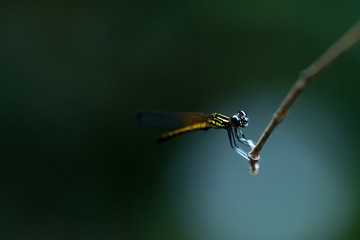 Close up of small beautiful dragonfly