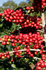 Coffee been on tree in cafe plantation