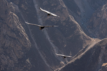 Andean condor