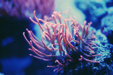 Colorful aquarium fish, algae and corals in the dark blue water in the oceanic center.