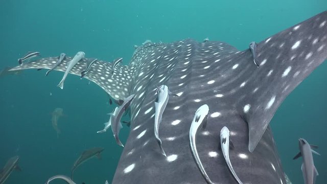 Queenfish is Scratching its back side by a side of  Whale shark (Rhincodon typus). Queenfish 