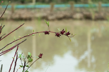 Purple lotus flowers