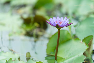 Purple lotus flowers