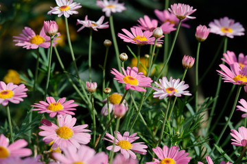 Obraz premium Pink daisy in sunlight