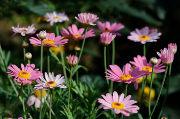Pink daisy in sunlight