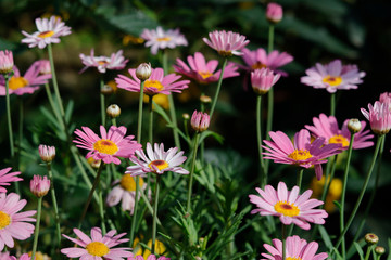 Pink daisy in sunlight