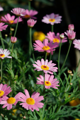 Obraz premium Pink daisy in sunlight