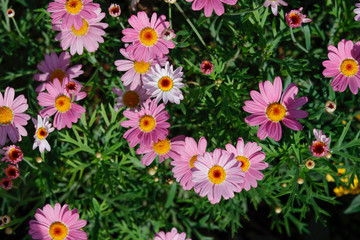 Pink daisy in sunlight