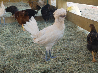 Chickens on Farm