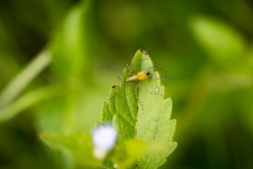 A spider on green blurred background
