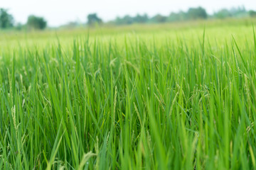 Rice field