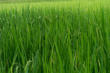 Rice field