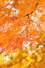 紅葉　奈良県　高取城跡