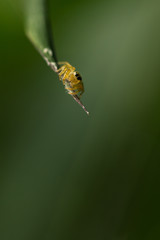  A spider on green blurred background