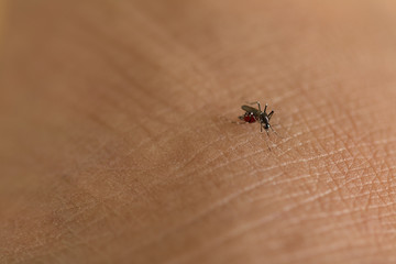 Tiger mosquito sucking blood on human skin