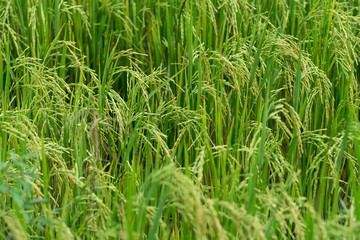 Rice field