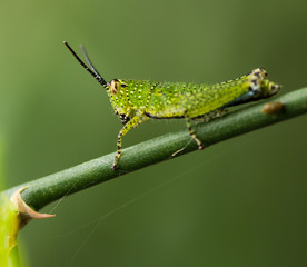 Green Grasshopper on plant