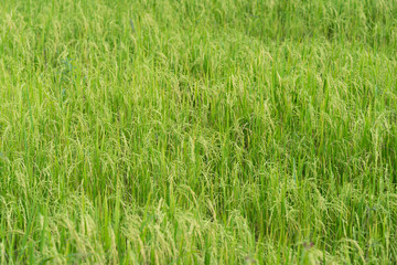 Rice field