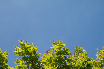 Fototapeta premium Green tropical leaves on blue sky background