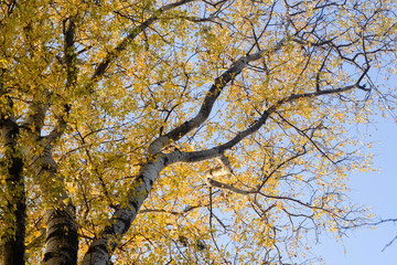 autumn poplar tree branches with yellow leaves