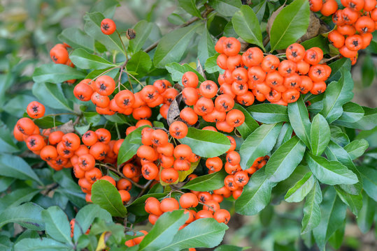 Cotoneaster Horizontalis Red Berries On Twig