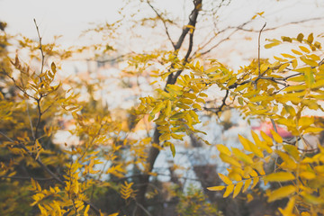 autumn leaves against blue sky