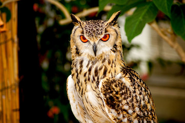 トリキスタンワシミミズク