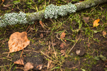 The branch covered with lichen on the ground