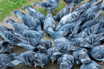 blue pigeons gathered around and eat food