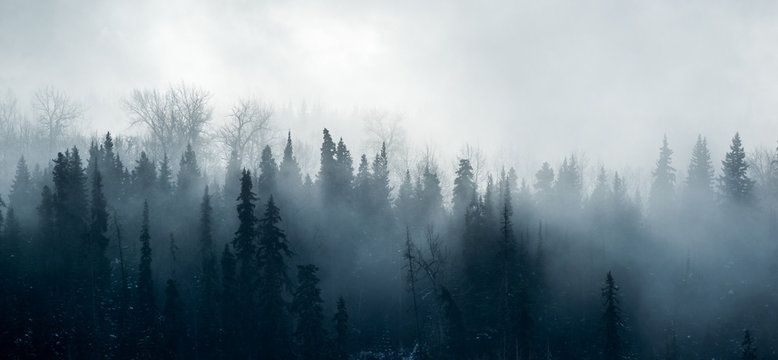 Boreal Forest Fog - Canadian Forest Panorama © Stefan