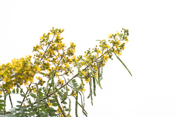 Cassod tree, Thai copper pod (Senna siamea (Lam.)