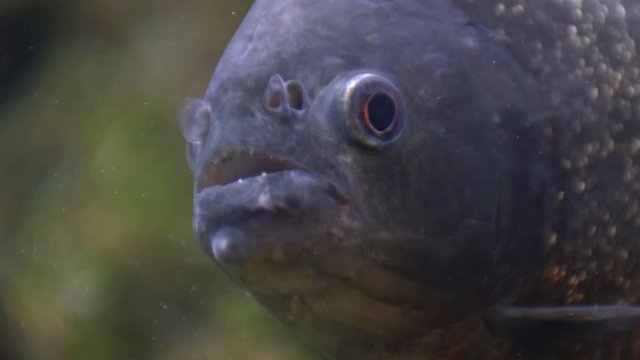 Close up of Piranha (serrasalmus nattereri)