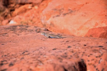 Western fence lizard (Sceloporus occidentalis) which belongs in the order Squamata (snakes and...