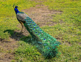A male peacock walks through the summer park.