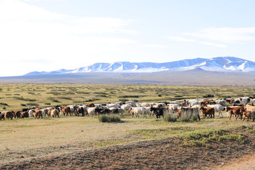 flock of sheep and goats a cross the road