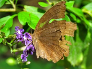 Butterfly in its natural habitat