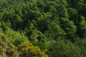 Dense green tree mountain forest background
