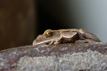 Big eye sparkle of amphibians in tropical Asia , Common tree frog on jar