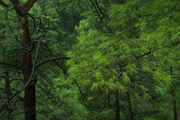 Dense green tree mountain forest background