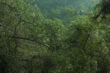 Dense green tree mountain forest background