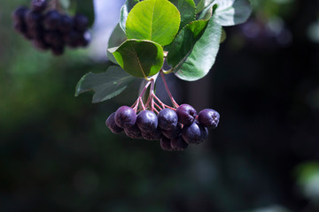 Black chokeberry (Aronia melanocarpa) fruit in the garden