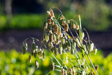 Briza maxima, beautiful annual herb, plant growing in the garden for landscape decoration