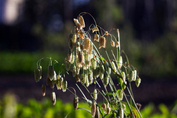 Briza maxima, beautiful annual herb, plant growing in the garden for landscape decoration