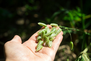 Briza maxima in female hand, beautiful annual herb, plant growing in the garden for landscape...