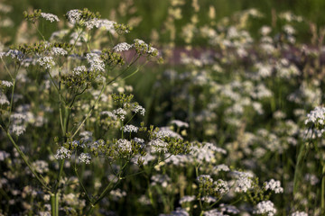 Small white flowers bloom in the field, umbrella plant, background