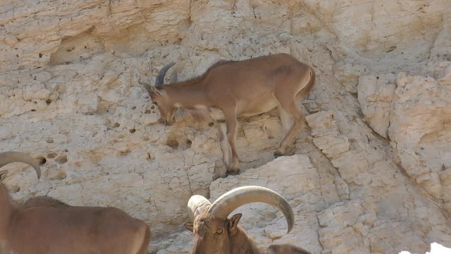 The Barbary sheep, Ammotragus lervia, is a species of caprid (goat-antelope) 