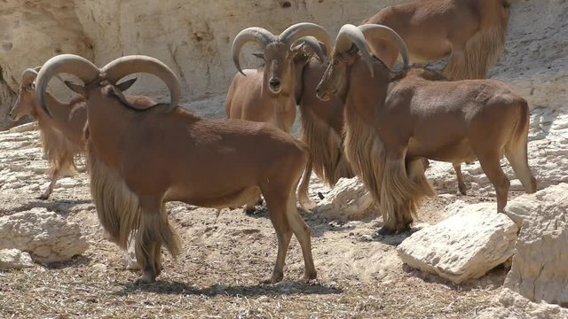 The Barbary sheep, Ammotragus lervia, is a species of caprid (goat-antelope) 