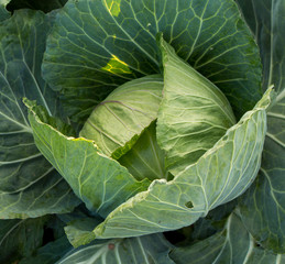 Closeup of green cabbage organic vegetables in the farm,Head of Cabbage in the garden