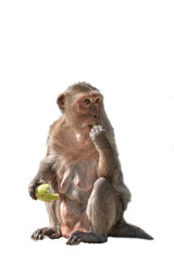 Monkey, animal