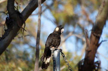 Carnaby's Black Cockatoo Nest Prospecting